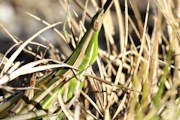 Giant Green Slantface Grasshopper (Acrida conica)